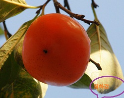 ���콺�� Ŭ���Ͻø� �����̹����� ���Ǽ� �ֽ��ϴ�.