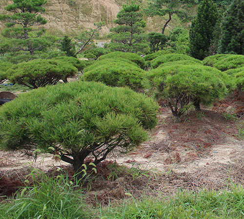 ���콺�� Ŭ���Ͻø� �����̹����� ���Ǽ� �ֽ��ϴ�.