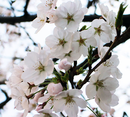 ���콺�� Ŭ���Ͻø� �����̹����� ���Ǽ� �ֽ��ϴ�.