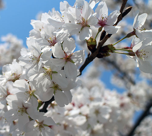 ���콺�� Ŭ���Ͻø� �����̹����� ���Ǽ� �ֽ��ϴ�.