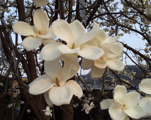 ���콺�� Ŭ���Ͻø� �����̹����� ���Ǽ� �ֽ��ϴ�.