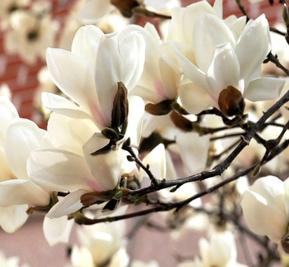 ���콺�� Ŭ���Ͻø� �����̹����� ���Ǽ� �ֽ��ϴ�.