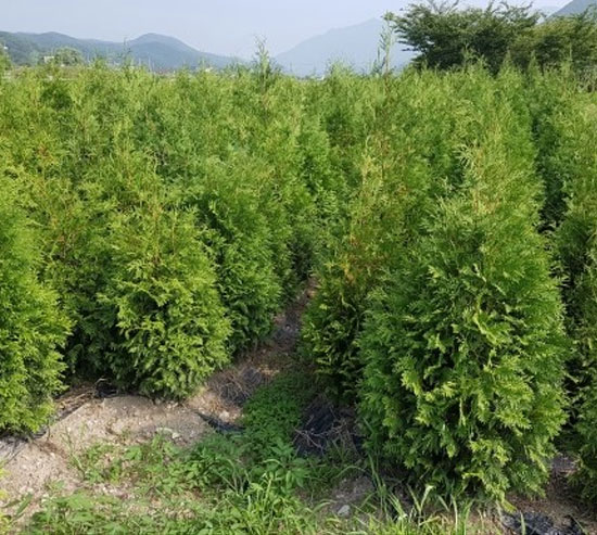 ���콺�� Ŭ���Ͻø� �����̹����� ���Ǽ� �ֽ��ϴ�.