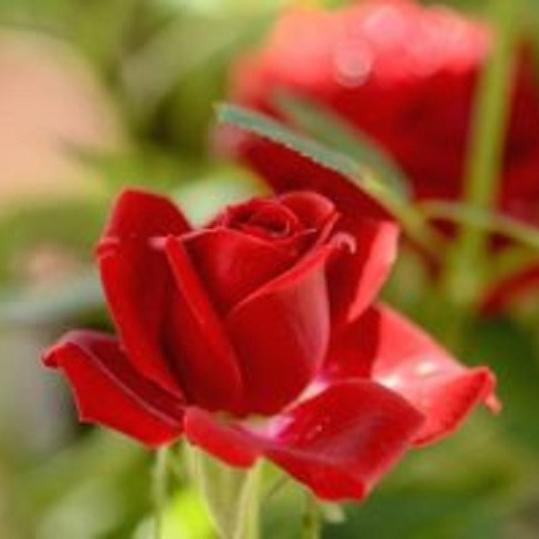 ���콺�� Ŭ���Ͻø� �����̹����� ���Ǽ� �ֽ��ϴ�.